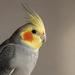 cockatiel puns