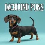 dachshund puns